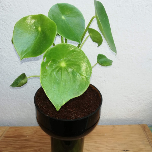 Imagen 2 de 6 de Cuchara Little Plant 27 Sin Soporte. Maceta Autorregante