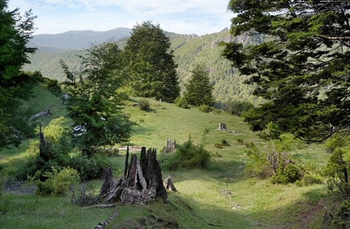 Vendo Parcela 5000m2 En Rinconada De Pucon Curarrehue