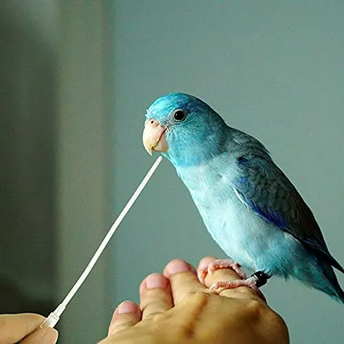 Feeder Para Aves Bebés 5pcs - Accesorios Parrot Y Mascotas