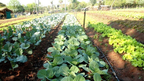 Imagen 6 de 6 de Combo Semillas Huerta Todo Año+ Especias+ Flor Polinizadores