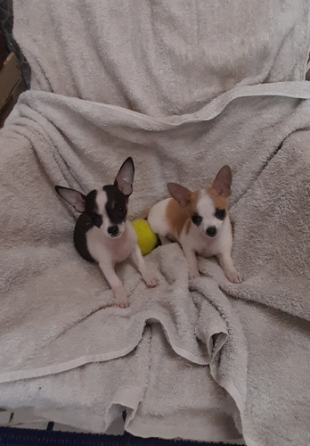 Chihuahuas Hembras 