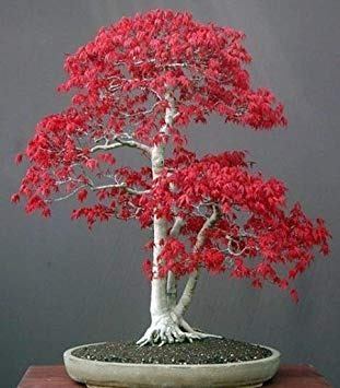 40 Sementes Bonsai Acer Palmatum Vermelho Árvore P/ Mudas