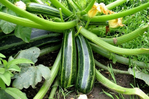 Semillas De Zapallito Largo Zucchini Ideal Huerta