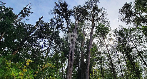 Cabaña En Parcela Con Hermoso Bosque Nativo En Puerto Varas