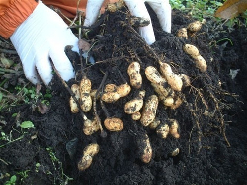 Imagen 5 de 8 de Semillas De Mani Cacahuate Para Tu Huerta