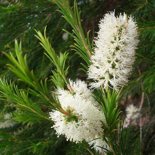 Imagem 5 de 8 de 200 Sementes Melaleuca Alternifolia Tea Tree + Frete Gratis