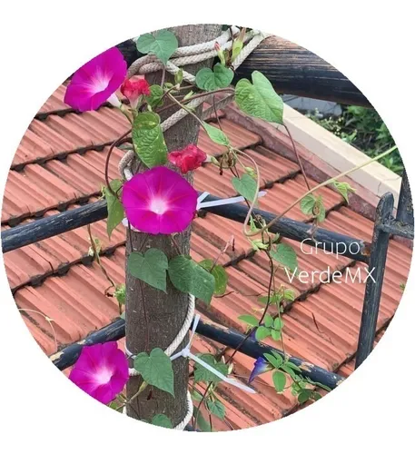 comprar Semillas De Planta Enredadera Natural Flores Color Rosa 
