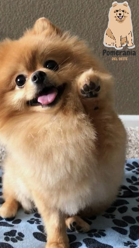Pomerania 48 Beige