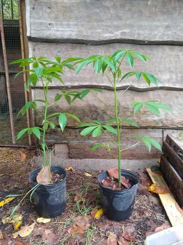 Palo Borracho Ceiba Speciosa Arbol Nativo