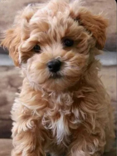 Maltipoo Ideal Para Apartamentos Y Lugares Reducidos Ultimos