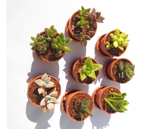 Imagen 4 de 7 de 10 Plantas Suculentas Miniatura. Solo Entregas Cdmx.