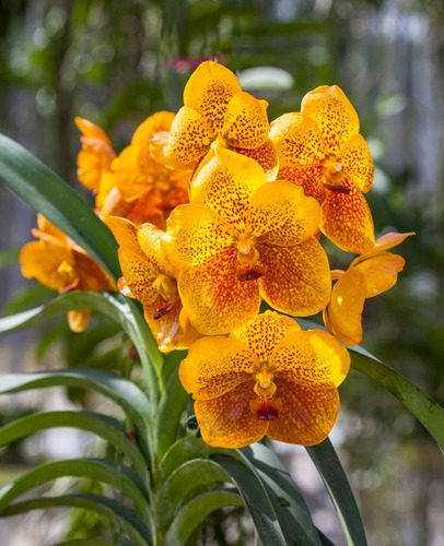 Muda Joven Orquidea Vanda Lindas Varias Cores Promocao | Parcelamento sem  juros