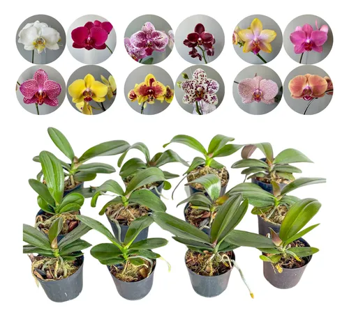 comprar Kit 10 Mudas Orquidea Phalaenopsis Com Identificação
