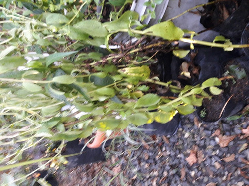 Plantas De Stevia En Mac. No. 12