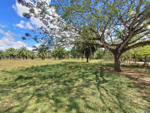 Se Vende Finca De Ganado Con 8,550 Tareas En S.f.m