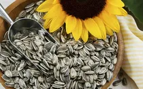 Comprar Semillas De Girasol Saco 20 Kls 