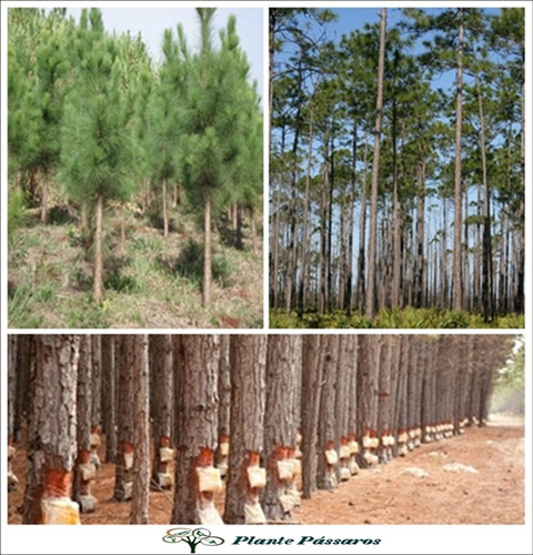 Imagem 1 de 4 de 300 Sementes Pinheiro Pinus (elliotti) - Reflorestamento