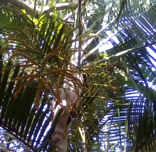 Semillas De Palma Areca