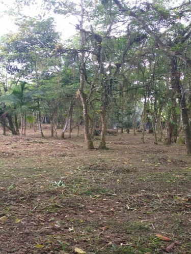 Imagem 9 de 10 de Terreno Em Área De Chácara - 6531 - 69840740