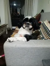 Comprar Shih Tzu Macho Para Monta Tiene Pedigree