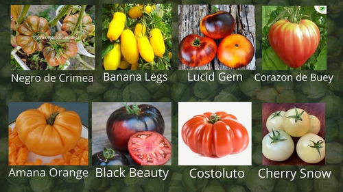 Semillas Tomates Raros Y Exoticos 12 Variedades