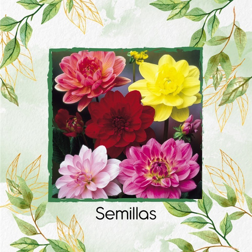 30 Semillas Flor Dalia Decorativa + Mini Kit De Germinación | MercadoLibre