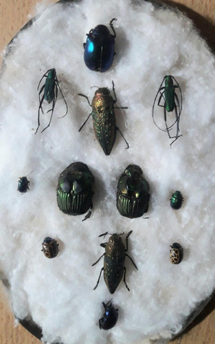 Colección De Escarabajos Naturales Disecados Antiguos
