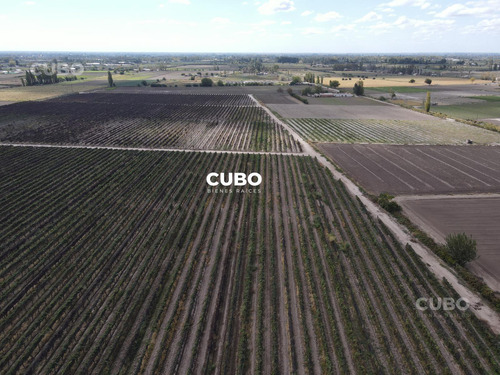 Cubo Vende 12 Hectareas De Viñedo En Rodeo De La Cruz Mendoza Argentina