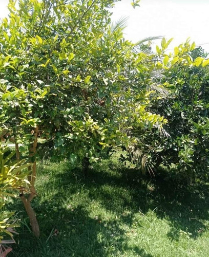 Imagem 12 de 18 de Pj Pequena Chácara A Venda