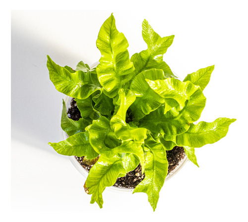 Helecho Asplenium Crispy Wave