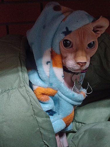 Gatitos Sphynx Elfos Orejas Dobladas