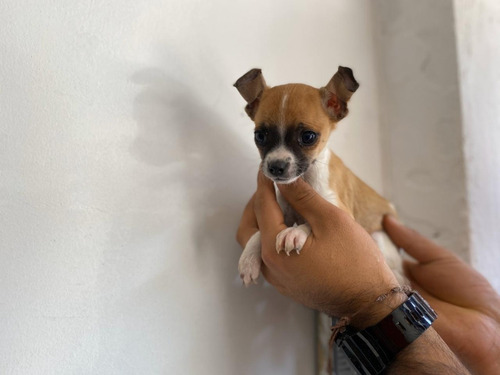 Pinscher Miniatura Precio Especial Mascotas Rionegro