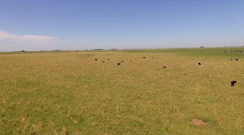 Imagen 7 de 8 de Importante Campo En Venta - Trenque Lauquen
