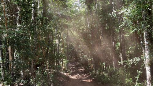Campo En Venta En Cañitas, Los Muermos, Región De Los Lagos