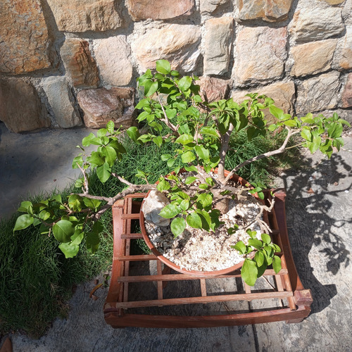 Bonsai Natural Floral Buganvilla Trinitaria