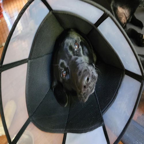 Cono De Perro Blando Cuello De Recuperación Para Perros Recu