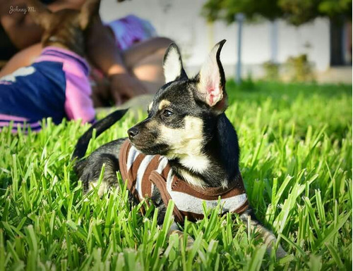 Oferta Cachorro Chihuahua Toy Macho 4 Meses