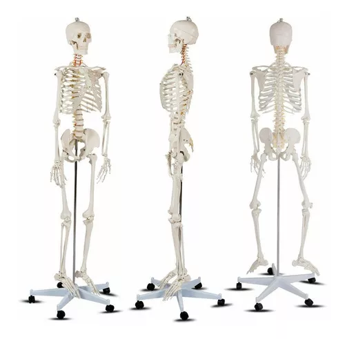 Primera imagen para búsqueda de esqueleto humano