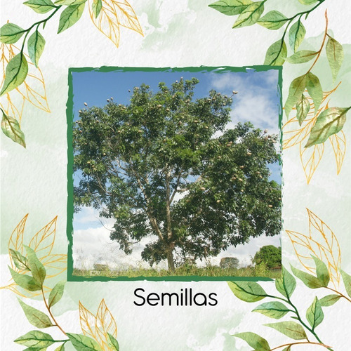 5 Semillas De Árbol Caoba