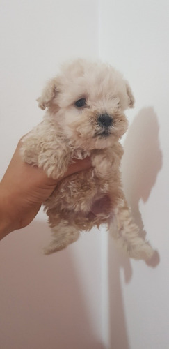 Caniche Mini