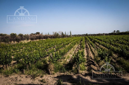 Imagen 21 de 30 de Campo - Finca Productiva De Primer Nivel, Mendoza, 80 Hectareas