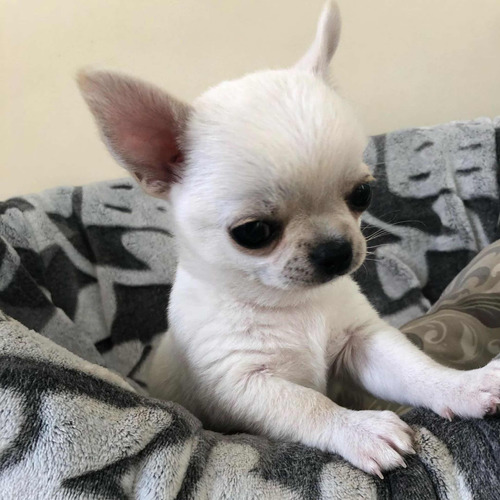 Hermoso Chihuahua Mini