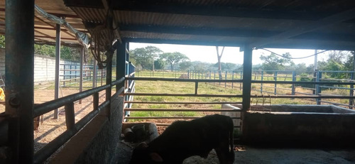 Imagen 2 de 26 de Finca En Apartadero - Cojedes