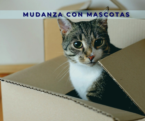 Imagen 5 de 10 de Mudanzas / Izajes / Subir Muebles Balcón / Servicio Fletes