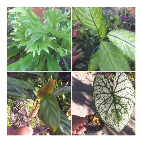 Muda Comigo Ninguem Pode+samambaia+tinhoraobranco+maranta