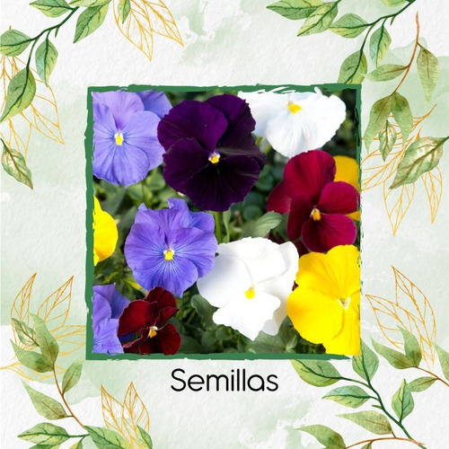 Imagen 2 de 7 de 25 Semillas Flor Viola Pensamiento Holanda + Obs Germinación