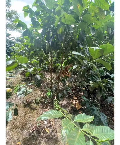 Se Vende Finca Córdoba Quindío
