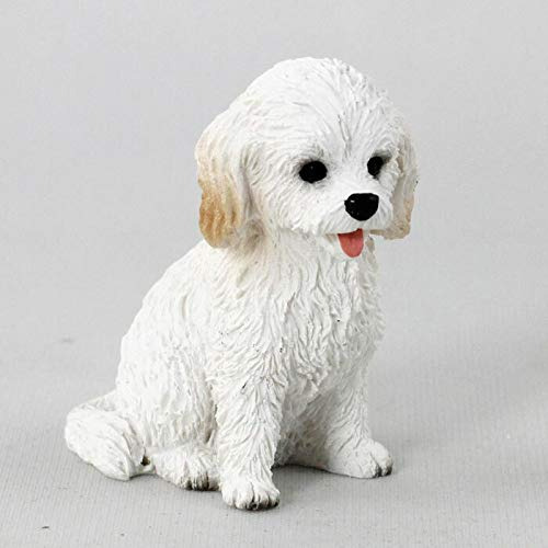 Conversacin Conceptos Miniatura Cockapoo Blanco Tiny Una Fig