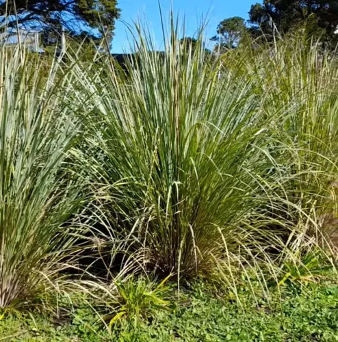 Paspalum Haumanii ! Gramineas Nativas, Gigantes !!!