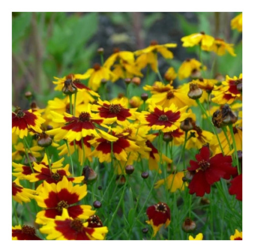 Coreopsis - Ojo De Niña Semillas  (50)